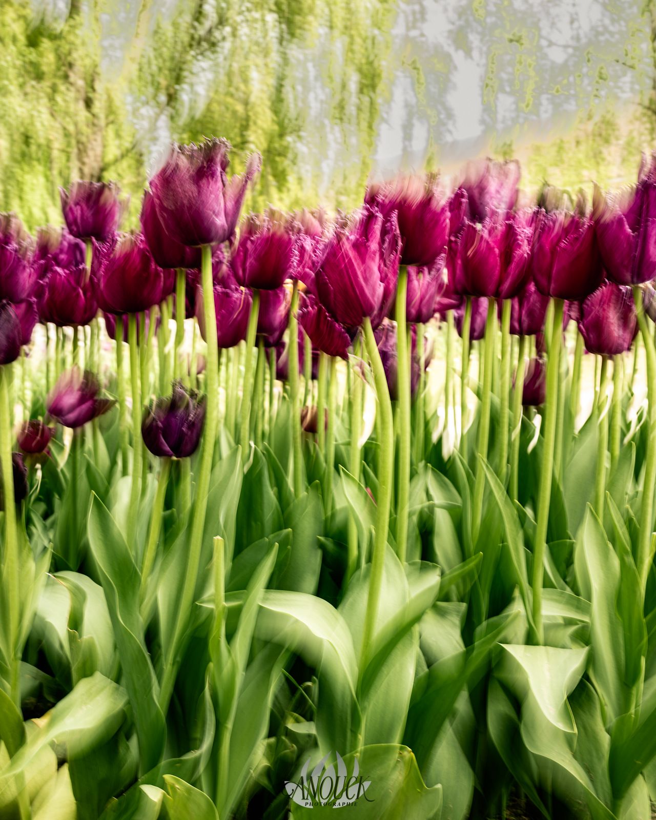 Photographe nature en Suisse Romande