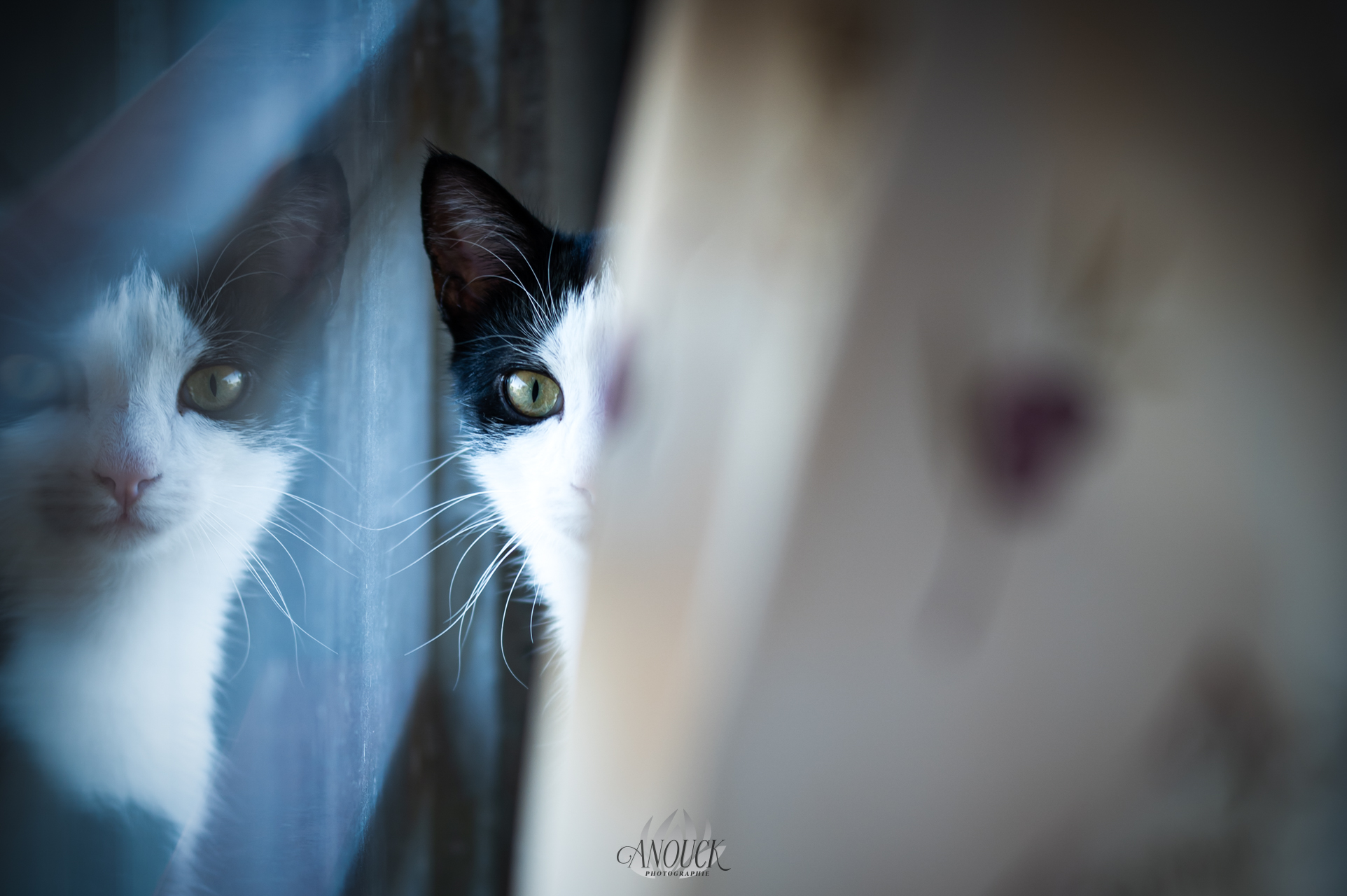 Séance photo animaux de compagnie réalisée en lifestyle à La Béroche